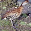 West Indian Whistling-Duck